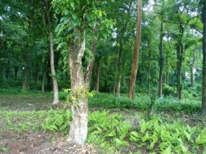Forest view from Rava Blue Homestay