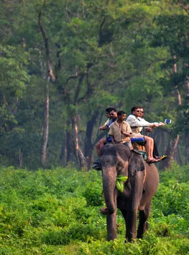 jungle safari in Kodalbasti forest